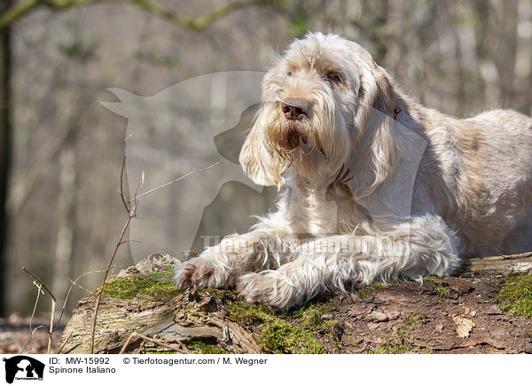 Spinone Italiano / Spinone Italiano / MW-15992