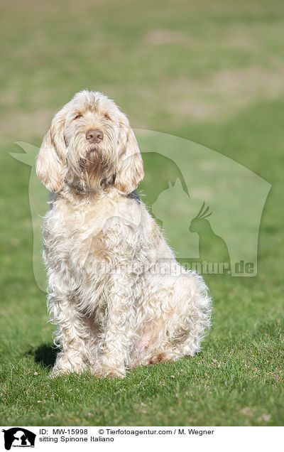 sitzender Spinone Italiano / sitting Spinone Italiano / MW-15998