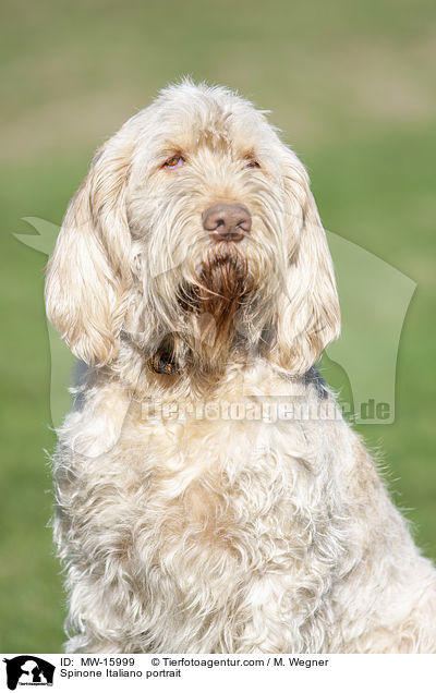 Spinone Italiano Portrait / Spinone Italiano portrait / MW-15999