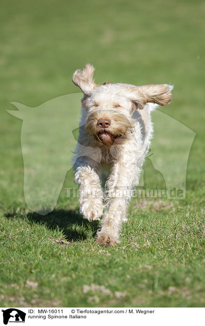 rennender Spinone Italiano / running Spinone Italiano / MW-16011