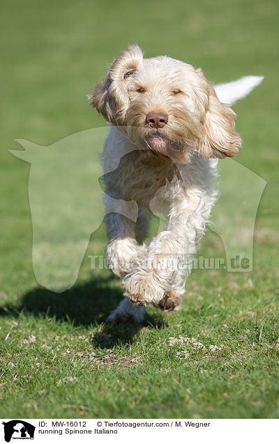 rennender Spinone Italiano / running Spinone Italiano / MW-16012