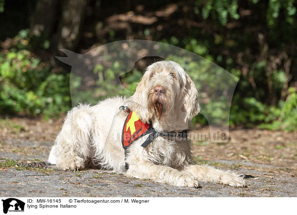 liegender Spinone Italiano / lying Spinone Italiano / MW-16145