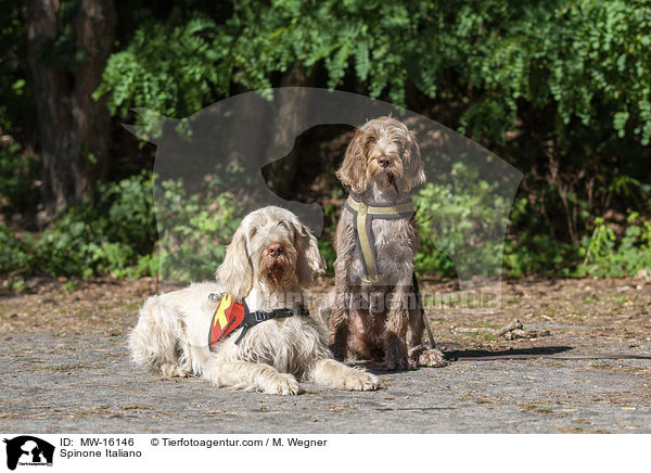 Spinone Italiano / Spinone Italiano / MW-16146