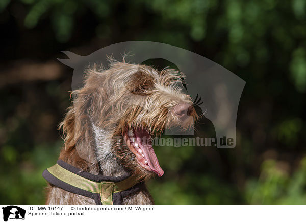 Spinone Italiano Portrait / Spinone Italiano portrait / MW-16147