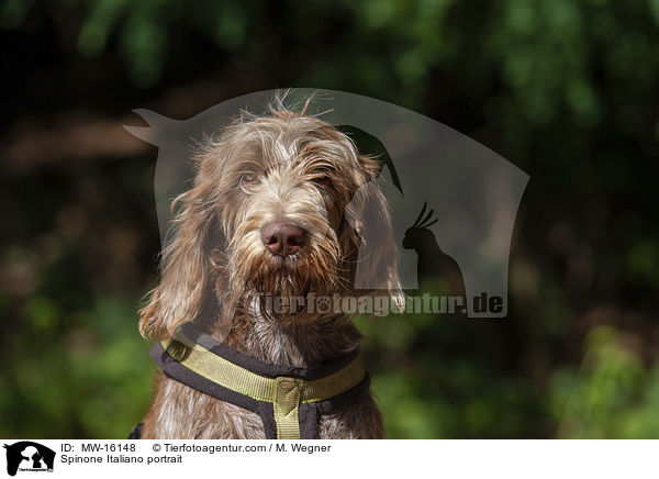 Spinone Italiano Portrait / Spinone Italiano portrait / MW-16148