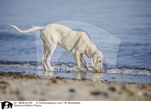 Spinone Italiano Welpe / Spinone Italiano Puppy / MAB-02185