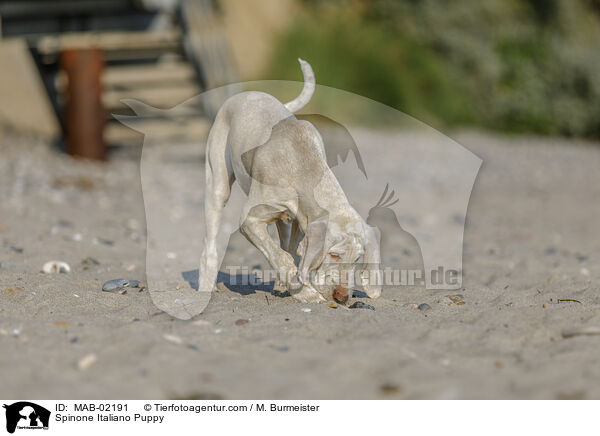 Spinone Italiano Puppy / MAB-02191