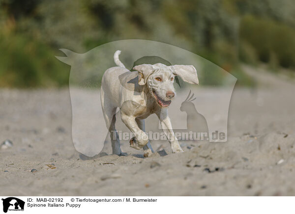 Spinone Italiano Welpe / Spinone Italiano Puppy / MAB-02192