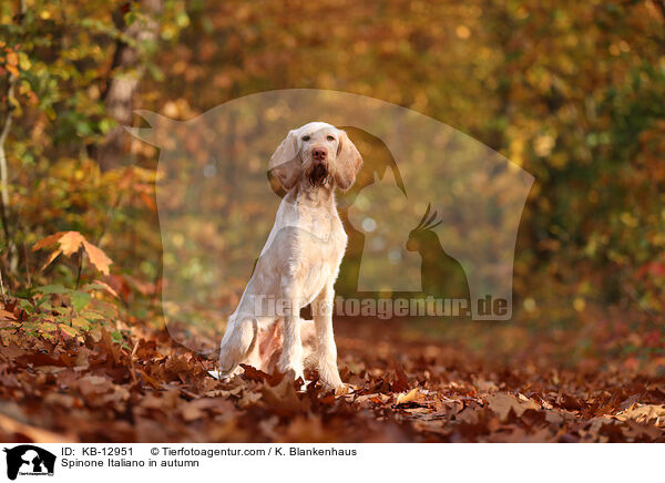 Spinone Italiano im Herbst / Spinone Italiano in autumn / KB-12951