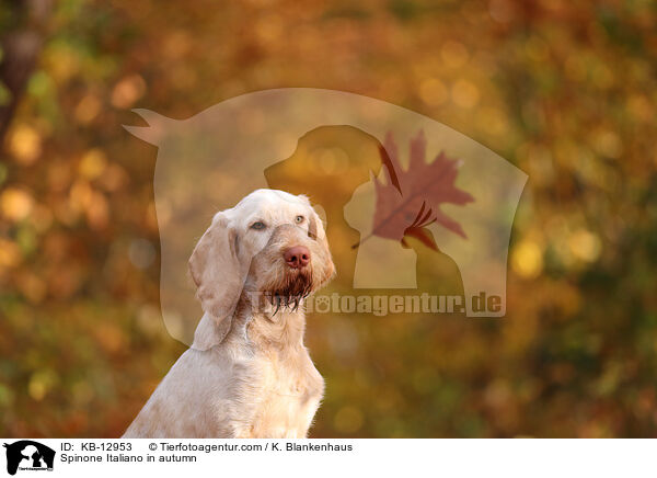 Spinone Italiano im Herbst / Spinone Italiano in autumn / KB-12953