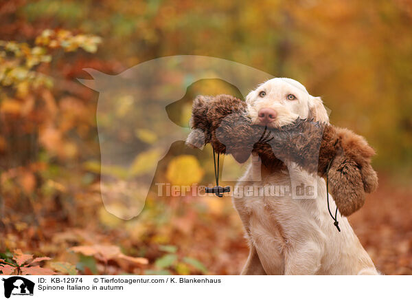 Spinone Italiano im Herbst / Spinone Italiano in autumn / KB-12974