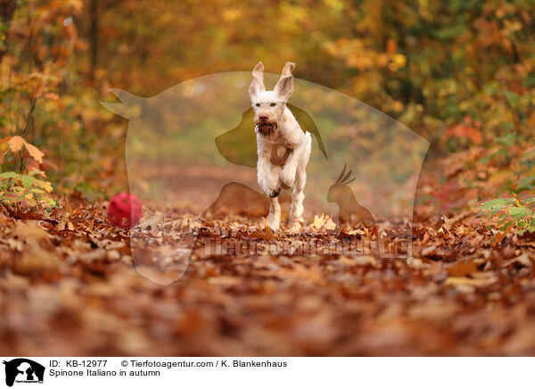 Spinone Italiano im Herbst / Spinone Italiano in autumn / KB-12977