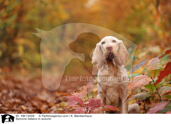Spinone Italiano im Herbst / Spinone Italiano in autumn / KB-13009