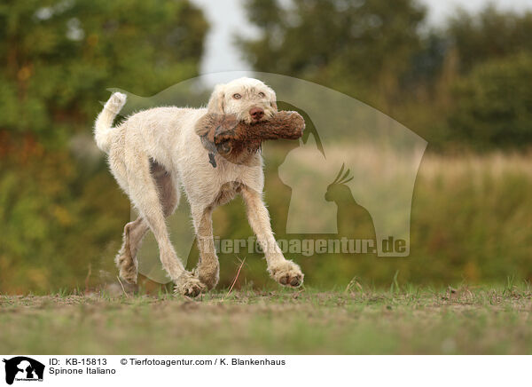 Spinone Italiano / Spinone Italiano / KB-15813