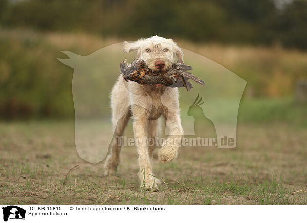 Spinone Italiano / KB-15815