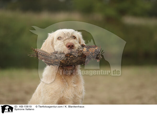 Spinone Italiano / KB-15819