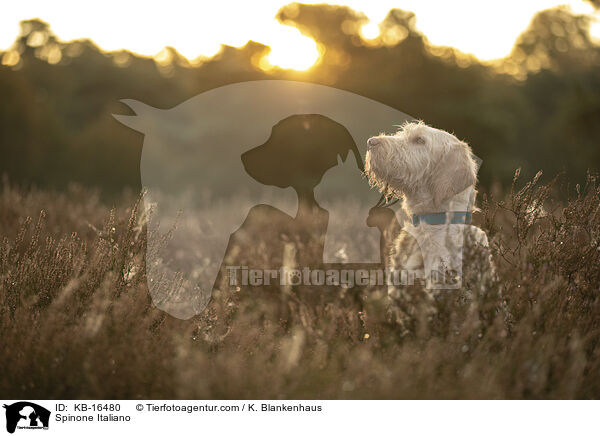 Spinone Italiano / Spinone Italiano / KB-16480