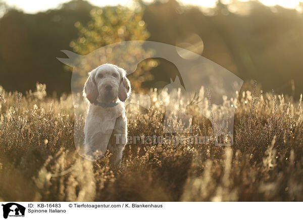 Spinone Italiano / Spinone Italiano / KB-16483