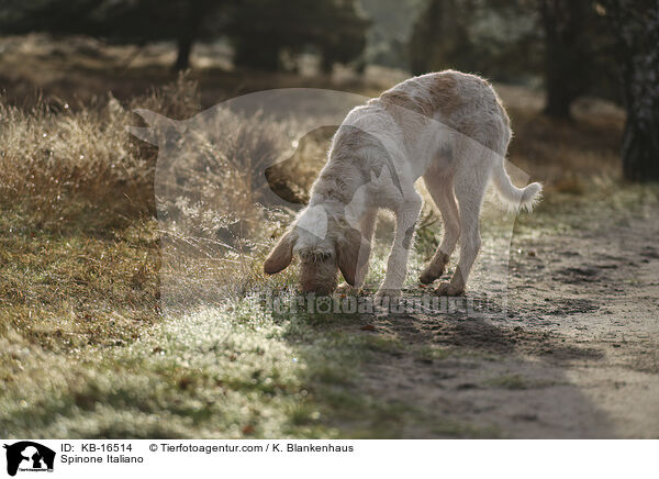 Spinone Italiano / Spinone Italiano / KB-16514