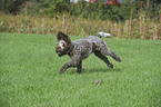 running Spinone Italiano