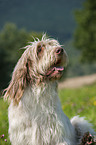 Spinone Italiano Portrait