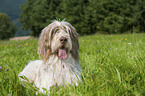 lying Spinone Italiano