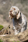 standing Spinone Italiano