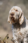 Spinone Italiano