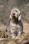 standing Spinone Italiano