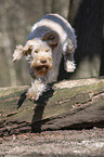 running Spinone Italiano