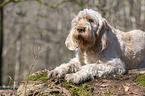 Spinone Italiano