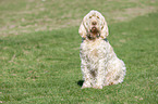 sitting Spinone Italiano