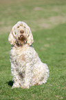 sitting Spinone Italiano