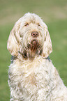 Spinone Italiano portrait