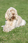 lying Spinone Italiano