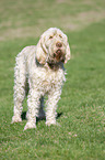 standing Spinone Italiano
