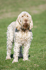 standing Spinone Italiano