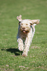running Spinone Italiano