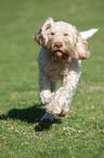 running Spinone Italiano