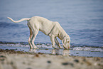 Spinone Italiano Puppy