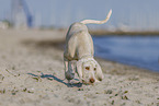Spinone Italiano Puppy