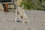 Spinone Italiano Puppy