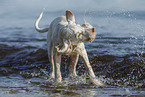 Spinone Italiano Puppy