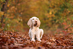 Spinone Italiano in autumn