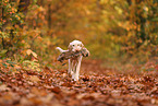 Spinone Italiano in autumn