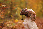 Spinone Italiano in autumn