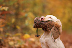 Spinone Italiano in autumn