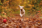 Spinone Italiano in autumn