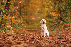 Spinone Italiano in autumn