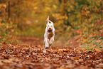 Spinone Italiano in autumn